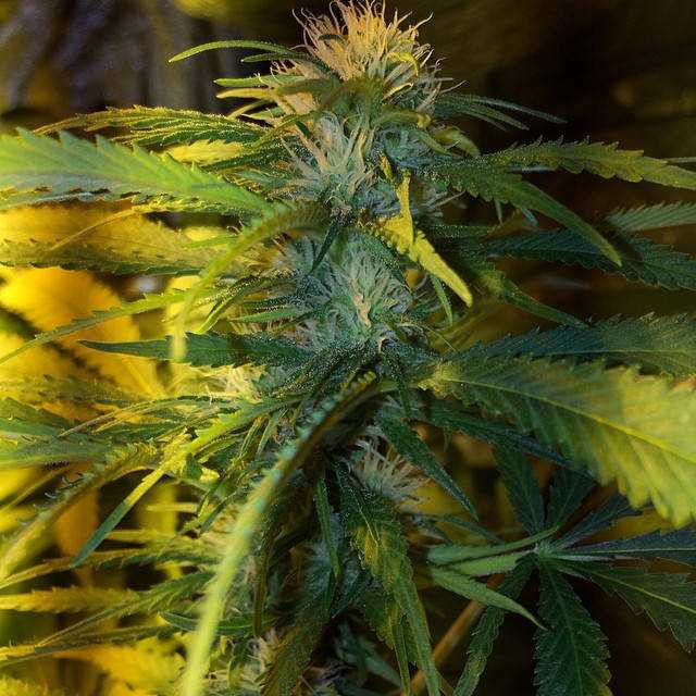 Zombie Kush